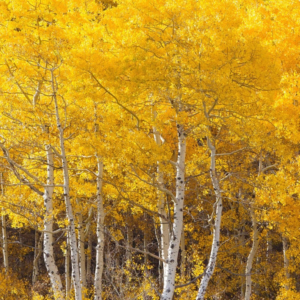 Quaking Aspen Trees 18 - 24 Inches Tall Bare Root Seedlings (Populus tremuloides)