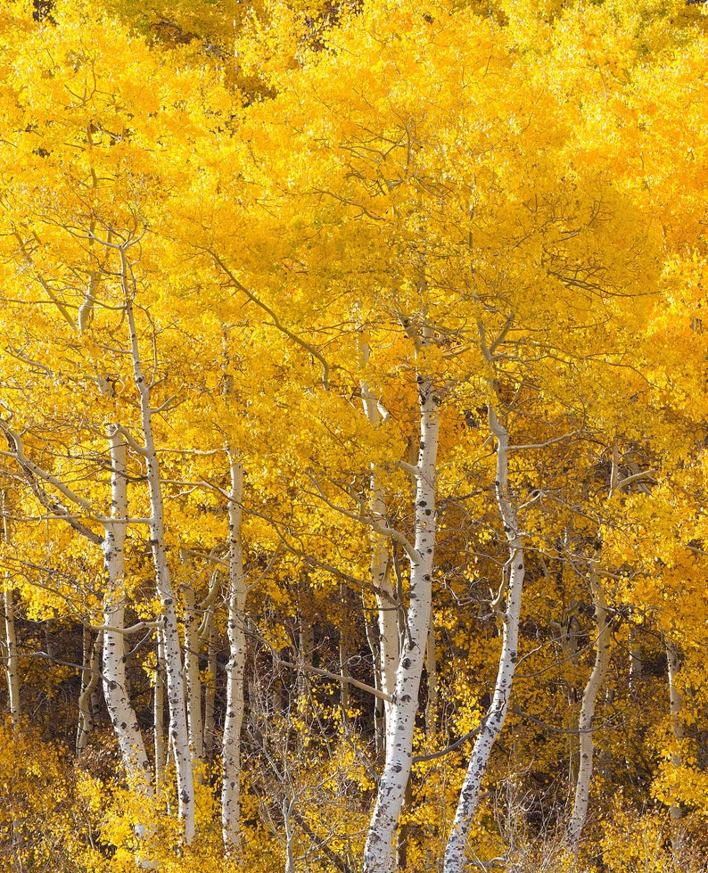 Quaking Aspen Trees 18 24 Inches Tall Bare Root Seedlings Populus tremuloides image 1