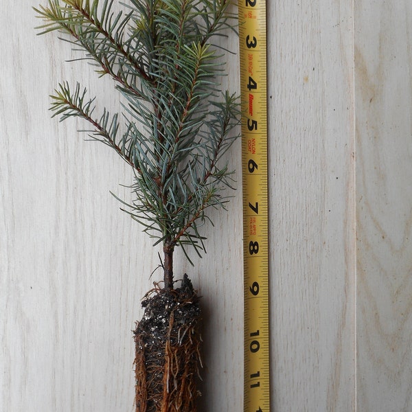 Noble Fir Tree - Abies procera- 8-14 inches tall seedlings - 1-50 Quanity