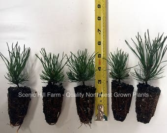 10 Mugo Pines - Swiss Mountain Pines (Pinus Mugo, mughus) - Bonsai or Landscape - Free Shipping!