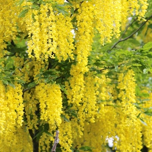 Golden Chain Tree Laburnum anagyroides Live Potted Tree 18-28 Inches Tall