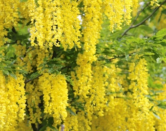 Golden Chain Tree Laburnum anagyroides Live Potted Tree 18-28 Inches Tall