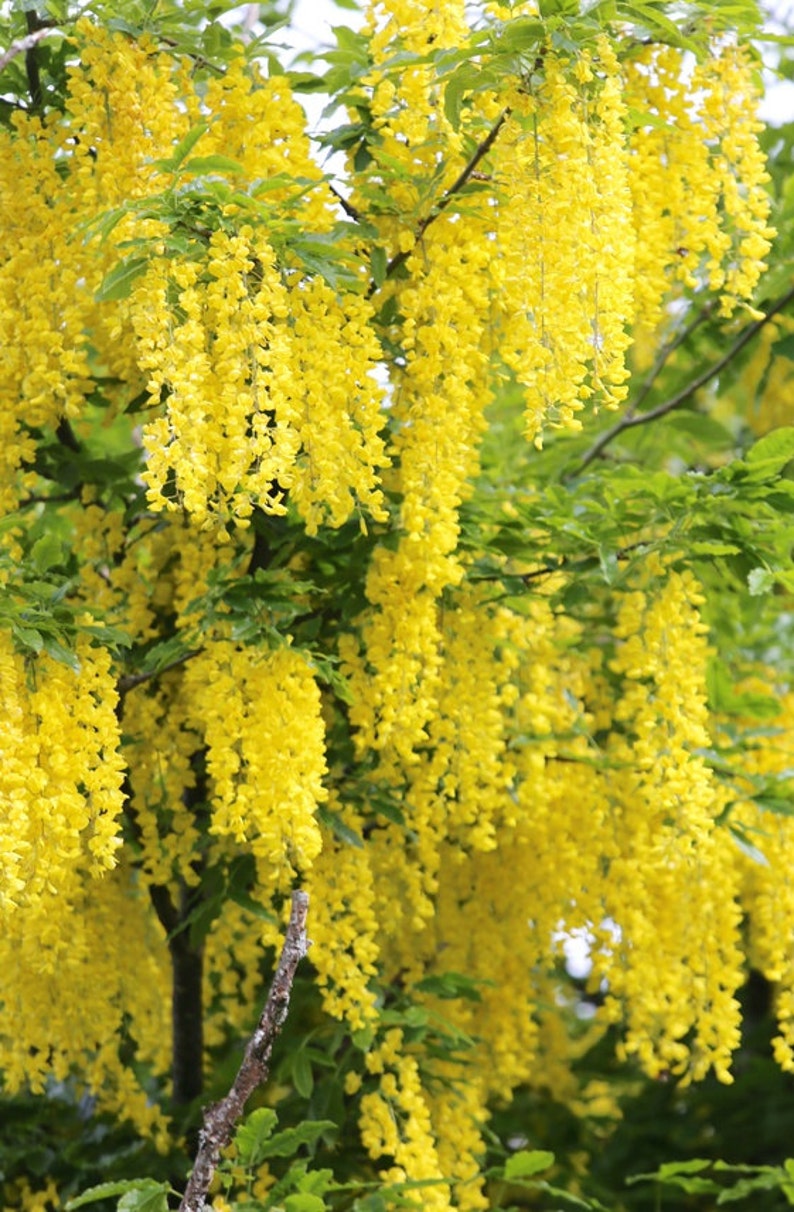 Golden Chain Tree Laburnum anagyroides Live Potted Tree 1828 Etsy
