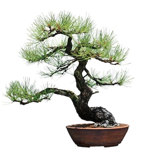 May include: A bonsai tree with green needles and a thick, gnarled trunk, potted in a brown ceramic pot.