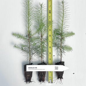 May include: Three small Douglas Fir trees in pots with roots showing. The trees are about 10 inches tall and are next to a measuring tape.
