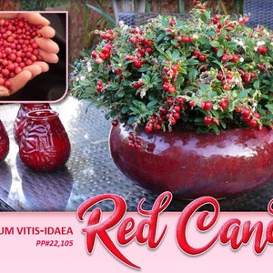 Lingonberry Red Candy- Potted Plants- Delicious Berries- Eye Catching Landscape or Container Plant