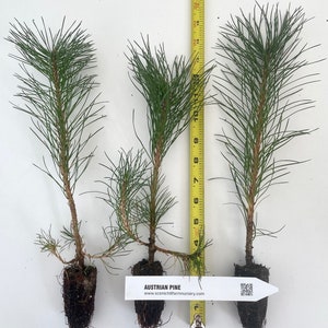 Austrian Pine, Pinus nigra 5-8 inch potted tree Landscape, Christmas Tree, Windbreak, Pre Bonsai image 1