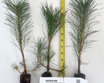 Austrian Pine, Pinus nigra - -5-8 inch potted tree -Landscape, Christmas Tree, Windbreak, Pre Bonsai