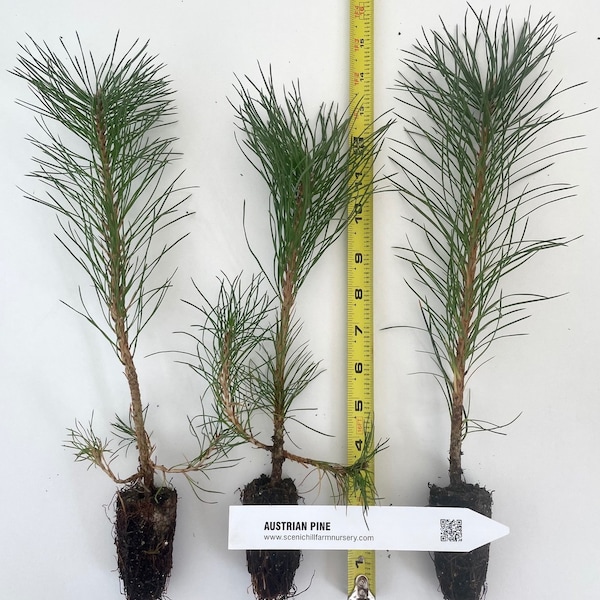 Austrian Pine, Pinus nigra - -5-8 inch potted tree -Landscape, Christmas Tree, Windbreak, Pre Bonsai