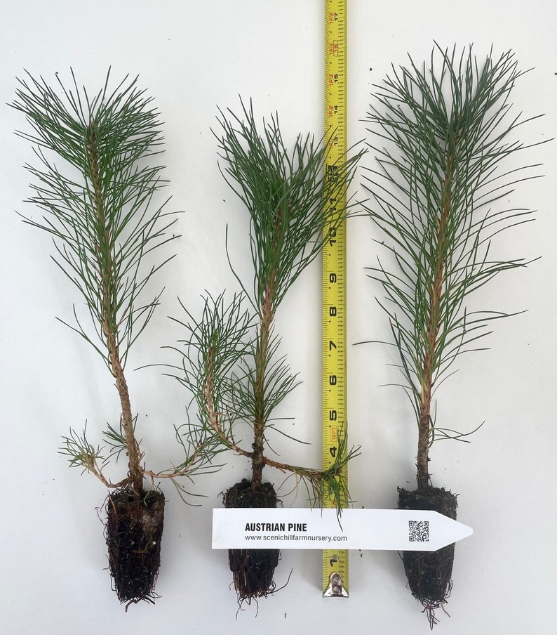 Austrian Pine, Pinus nigra 5-8 inch potted tree Landscape, Christmas Tree, Windbreak, Pre Bonsai image 1