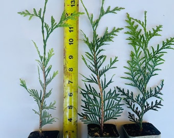 Green Giant Thuja (Cedar/ Arborvitae)   12- 16  Inches Tall - 1 - 48 Trees - Free Shipping