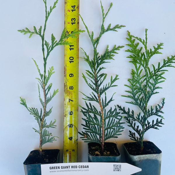 Green Giant Thuja (Cedar/ Arborvitae)   12- 16  Inches Tall - 1 - 48 Trees - Free Shipping