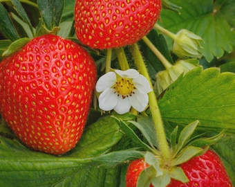 San Andreas Everbearing Strawberry -High Yielding, Day Neutral, X Large Berries- Zone 4-10
