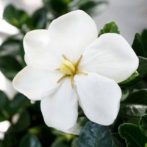 May include: Close-up of a white gardenia flower with five large petals and a yellow center with brown stamens. The flower is surrounded by dark green leaves, creating a contrast of colors and textures. The image is well-lit, highlighting the flower's details.