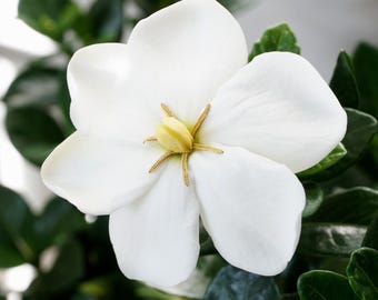 Gardenia jasminoides 'Kleim's Hardy' -  Highly Fragrant Flowers - 2 Year Old Potted Plant.