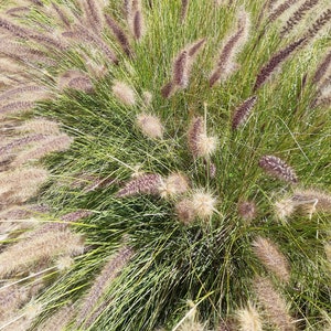 May include: A close-up of a patch of green grass with long, feathery blades. The grass is a mix of light and dark green, and some of the blades have a reddish-brown tint.
