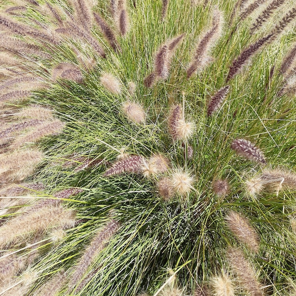 Hameln Dwarf Fountain Grass  (Pennisetum alopecuroides 'Hameln') Compact Easy Care Ornamental Grass