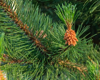 Shore Pine, (Pinus contorta var. contorta) - Landscape, Pre Bonsai, Lumber or Fire Wood
