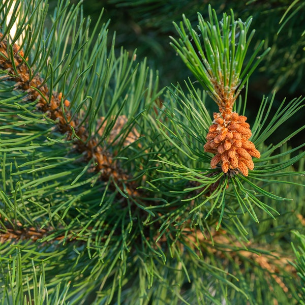 Shore Pine, (Pinus contorta var. contorta) - Landscape, Pre Bonsai, Lumber or Fire Wood