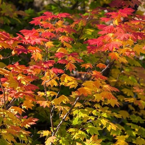 May include: A close-up of a tree with vibrant red, orange, and yellow leaves. The leaves are arranged in a cluster, creating a beautiful autumnal display.