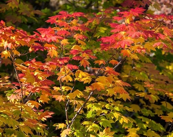 May include: A close-up of a tree with vibrant red, orange, and yellow leaves. The leaves are arranged in a cluster, creating a beautiful autumnal display.