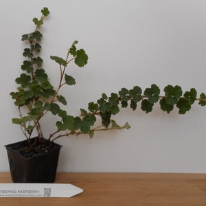 May include: A small green creeping raspberry plant in a black plastic pot. The plant is growing up and out of the pot, with several stems and leaves. The plant is labeled "CREEPING RASPBERRY" with a website address.