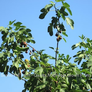 May include: A fig tree with green leaves and ripe, dark purple figs against a clear blue sky. The image includes the text "Scenic Hill Farm - Quality Northwest Grown Plants".