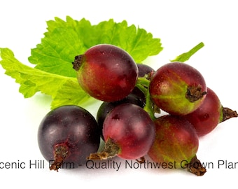 Red Josta Plants - Large Sweet-Tart Berries - Gooseberry / Black Currant Cross