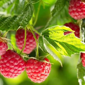 May include: Close-up of ripe red raspberries growing on a green leafy branch. The raspberries are clustered together, showcasing their textured surface. The leaves are a vibrant green, with sunlight filtering through, creating a natural and fresh scene. The image highlights the freshness of the fruit.