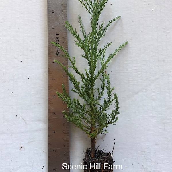 20 Giant Sequoia Trees - California Redwood - Potted - 8"-12" Tall Seedlings - Price Includes Free Shipping!