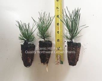 3 Mugo Pines - Swiss Mountain Pines (Pinus Mugo, mughus) - Bonsai or Landscape - Free Shipping!