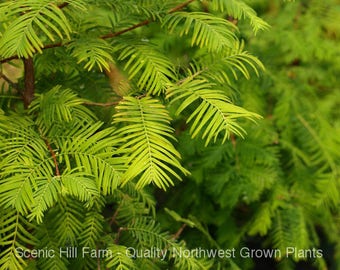 Dawn Redwood (Metasequoia) Live Potted Tree - 20-30 Inches Tall