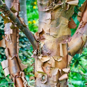 May include: Close-up of a tree trunk with peeling bark. The bark is a mix of brown, tan, and reddish-brown hues, with layers of peeling bark creating a textured appearance. The background is blurred green foliage.
