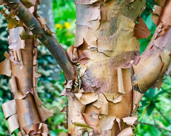 Acer griseum - Paperbark Maple- 32-40 Inches Tall - Cinnamon Reddish/Brown Peeling Bark - Potted Tree