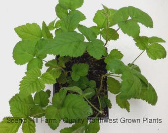 Marionberry Blackberry- 5-8" Starter Potted Plant, Ships Rooted in Soil - The Most Flavorful Blackberry