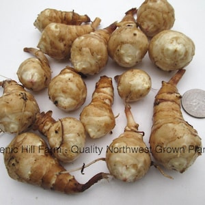 May include: A collection of light brown, knobby Jerusalem artichoke tubers arranged on a white surface next to a US quarter coin for scale. The text Scenic Hill Farm - Quality Northwest Grown Plants is printed at the bottom.