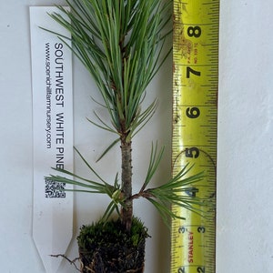 Pinus strobiformis, Southwestern white pine or Mexican White Pine Landscape or Bonsai tree. image 1