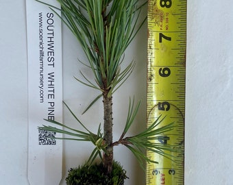 May include: A Southwest White Pine seedling with a root ball wrapped in moss. The seedling is about 7 inches tall and is next to a yellow measuring tape.