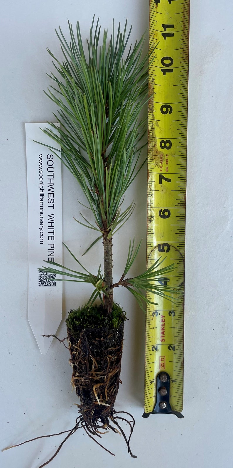 Pinus strobiformis, Southwestern white pine or Mexican White Pine Landscape or Bonsai tree. image 1