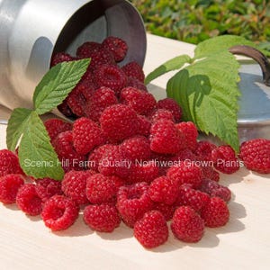 May include: A close-up of bright red raspberries spilling from a metal container onto a light-colored surface. Green leaves are scattered among the berries. The text "Scenic Hill Farm - Quality Northwest Grown Plants" is visible.