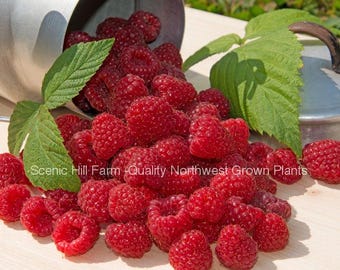 May include: A close-up of bright red raspberries spilling from a metal container onto a light-colored surface. Green leaves are scattered among the berries. The text "Scenic Hill Farm - Quality Northwest Grown Plants" is visible.