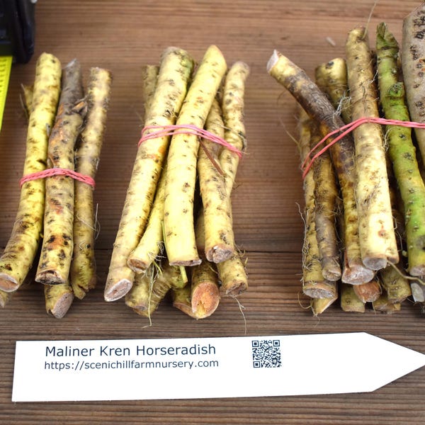 Heirloom Bohemian Horseradish Roots For Planting- Easy To Grow - Hot, Vigorous, & Productive