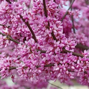 May include: Close-up of a flowering tree branch with clusters of small, vibrant pink blossoms. The flowers are densely packed along the dark brown branches, creating a textured and colorful display. The background is blurred, emphasizing the floral details.