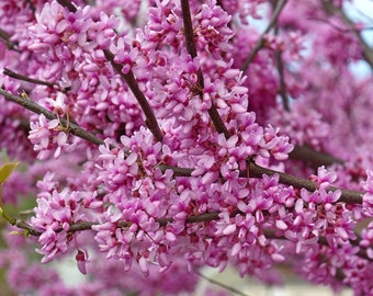 Peut inclure: Gros plan d'une branche d'arbre en fleurs avec des grappes de petites fleurs roses vives. Les fleurs sont densément regroupées le long des branches brun foncé, créant un affichage texturé et coloré. L'arrière-plan est flou, mettant en valeur les détails floraux.