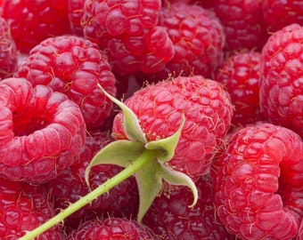Southern Bababerry Red Raspberry Potted Plants - Adapted to the South and Hot Summer/Mild Winter Areas areas.