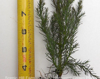 May include: A small evergreen tree with a root ball, measuring approximately 6 inches tall. The tree is shown next to a yellow measuring tape. The text "Scenic Hill Farm - Quality Northwest Grown Plants" is visible at the bottom of the image.