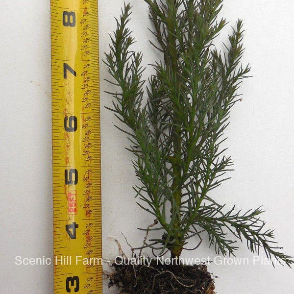 1 - 50 Giant Sequoia Trees - California Redwoods - Potted - 5" - 8" Tall Seedlings - Price Includes Free Shipping!