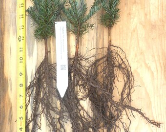 Abies procera, Noble Fir Seedlings- 8-14 inch Tall 2 year Bare Root