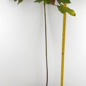 May include: A young Celebration Red Maple tree in a black plastic pot, with dark red and green leaves. A yellow measuring tape shows the tree height is approximately 27 inches. A white plant label reads Celebration Red Maple with a QR code.