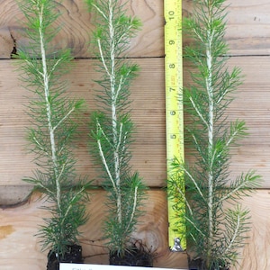 May include: Three potted Sitka Spruce seedlings, each about 7 inches tall, with a ruler for scale. The seedlings are in brown pots with roots visible. The label reads "Sitka Spruce https://scenichillifarmnursery.com/"
